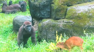 小金剛Jabali拿走山羌的山蘇Jabali took nest fern from muntjac deer金剛猩猩 gorilla [upl. by Grover]