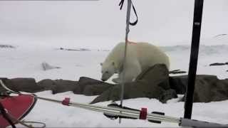 Polar Bear and narwhale on Franz Josef Land Thomas Ulrich amp Børge Ousland [upl. by Saerdna]