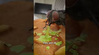 How Flies Actually Eat Your Food 😨 shorts [upl. by Tiduj]