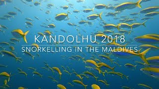 Snorkelling in the Maldives  Kandolhu  2018 [upl. by Talich]