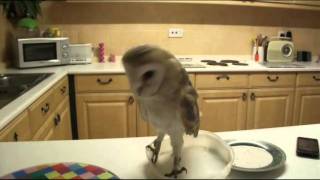 Hedwig The Barn Owl  Acting Tough  Funny [upl. by Matronna]