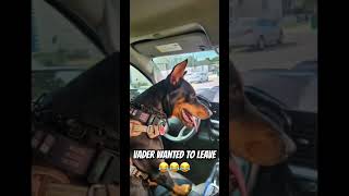 Doberman says quotLeave Nowquot [upl. by Jadwiga]