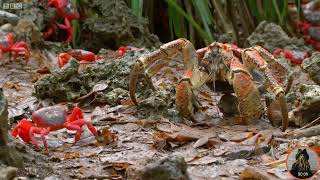 Red crab vs Coconut crab [upl. by Johnna913]