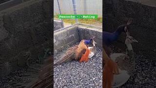 Peacocks 🦚 🦚 Mating shorts viralvideo mating peacock [upl. by Rockwood]