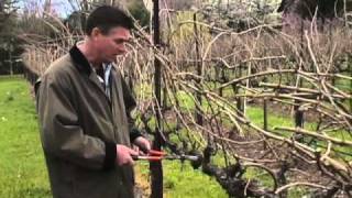 How to Prune a Grape Vine [upl. by Dedrick]