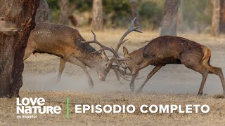 Nunca Filmado 📽️ Familias de LINCES luchando 🐈😾 Dehesa el BOSQUE del Lince Ibérico Episodio 2 🍃 [upl. by Tadich]