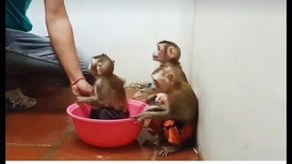 monkey bathing video monkey baby takes a bath [upl. by Lacram]