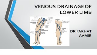 Veins of Lower Limb [upl. by Solahcin157]