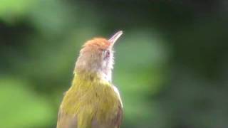 Tailorbird making territorial call [upl. by Liag45]