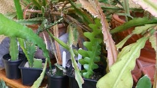 How to care for and grow Epiphyllum Cacti  Orchid Cactus Epiphytic cactus [upl. by Alamat354]