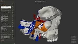 Cavernous Sinus [upl. by Menis676]