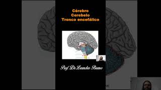 Cérebro Cerebelo e Tronco encefálico  Anatomia  Anatomia Humana [upl. by Anitsrhc876]