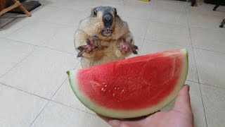 awesome sound when marmot eats watermelon [upl. by Franklyn732]