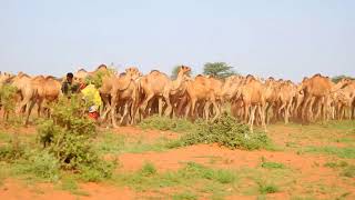 SAMBURU WARRIOR DEMALEE DANTEZ PERFORMANCE in KARGI [upl. by Becht]