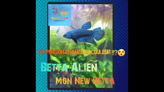 je vous dit tout sur le betta poisson combattant [upl. by Tiffa]