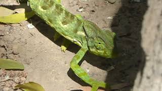 Arabian Chameleon Chamaeleo arabicus Salalah Oman 24 Febr 2016 13 [upl. by Bloem833]