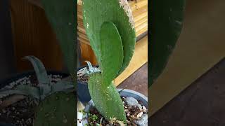 Fast Growing Pads On An Opuntia Ficus Indica [upl. by Icart]