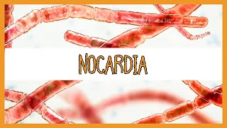 Nocardia [upl. by Idnam]