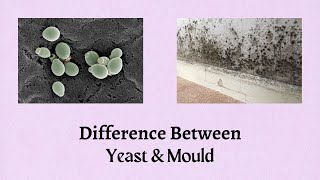 Difference Between Yeast and Mould  The Battle of the Fungi A Tale of Yeast vs Mould [upl. by Nitsoj]