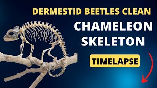 Time Lapse of Dermestid Beetles Cleaning Jackson’s Chameleon Skeleton Vet Discusses Anatomy Facts [upl. by Riamo]