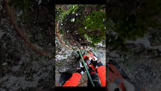 ECHO DCS2500T arborist climbing and cutting tree  shorts [upl. by Qifahs]