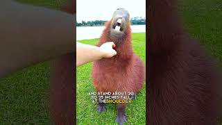 capybara  The friendliest animal in the world [upl. by Anauqcaj529]