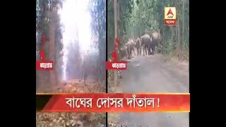 Rampage of elephants at Lalgarh among panic over presence of tiger [upl. by Grevera717]