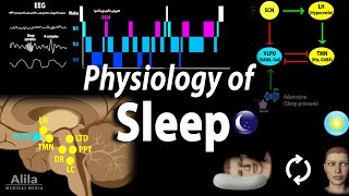 Sleep Physiology Animation [upl. by Concettina]