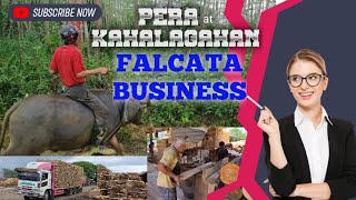 PERASAFALCATA Treasure buhayprobinsya Falcatatree business agriculture farming pera tulztv [upl. by Marchelle]