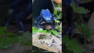 Blue Poison Dart Frogs are not Always Poisonous [upl. by Leigha]