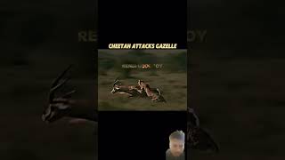 Cheetah vs Gazelle attitude cheetah 🐆 trending short viral short video youtube [upl. by Turino]