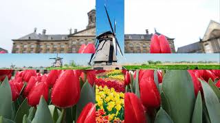 Tulpen aus Amsterdam van Wilma [upl. by Notnel]