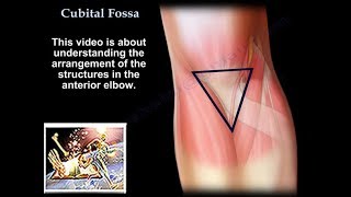 Cubital Fossa  Everything You Need To Know  Dr Nabil Ebraheim [upl. by Rogerio]