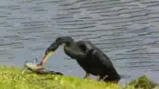 anhinga feeding II [upl. by Port33]