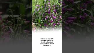 penstemon plant botanical name shorts agriculture knowledge facts [upl. by Rachel]