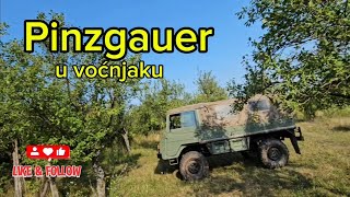 Pinzgauer u voćnjaku [upl. by Leuqram]