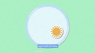 Characteristics and Classification of Living Things  Year 4 Biology [upl. by Steinman]