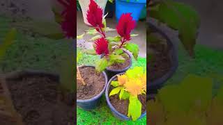 Grow Celosia Plant shorts viral garden [upl. by Orsa]