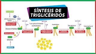 Síntesis de triglicéridos Lipogénesis  Metabolismo [upl. by Aikcir]