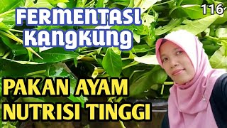 pakan ayam kampung nutrisi tinggi fermentasi kangkung pakan alternatif ayam fermentasi pakan ayam [upl. by Koa]