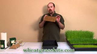 Growing Wheatgrass Hydroponically  Grow Wheat Grass [upl. by Aretha]