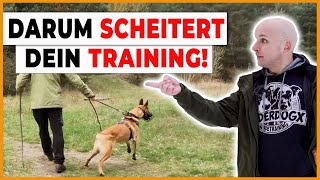 👀 Das sagt dir fast kein Hundetrainer Was Grundbedürfnisse des Hundes mit Training zu tun haben [upl. by Ocirred76]