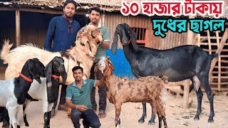 মাত্র ১০ হাজার টাকায় দুধের ছাগল। কম দামে খামার উপযোগী অদাঁত ২ দাঁতের ছাগল ও তোতাপুরী শিরহী কিনুন। [upl. by Behlau770]