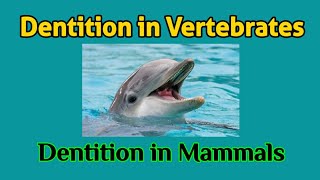 Dentition in Vertebrates  Dentition in Mammals  Different Types of Dentition  AM Biologie Notes [upl. by Anibur]