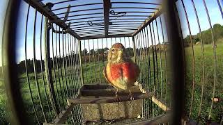 REDBREASTED LINNET SINGING 🔊 Good Sound Quality [upl. by Morentz]