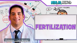 Reproductive System  Fertilization [upl. by Dalohcin]