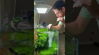 Free co2 application memes youtubeshorts aquarium fish plants [upl. by Cayser34]