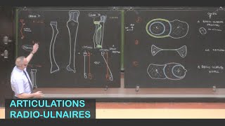 Anatomie des articulations radioulnaires Membre supérieur 10 [upl. by Figueroa357]