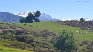 Tragbal Meadows in Lar Ganderbal  Kashmir [upl. by Theone]