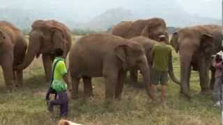 Trumpet with the Elephants  ElephantNews [upl. by Nitz14]